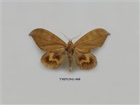 藏品(夜蛾283)的圖片